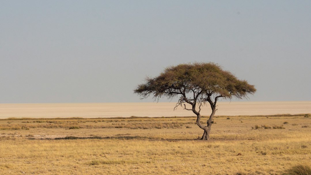 A brown grass field with a brown tree during daytime, arid savanna landscape