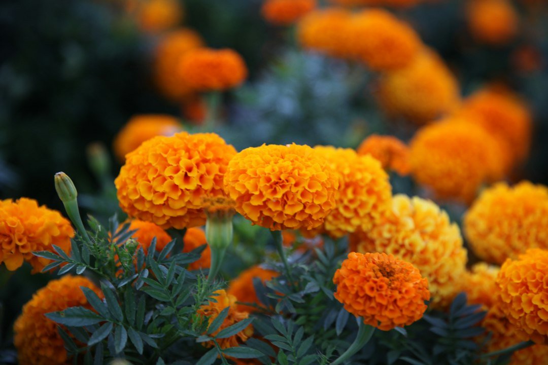 Orange cempasuchil marigold flowers in bloom