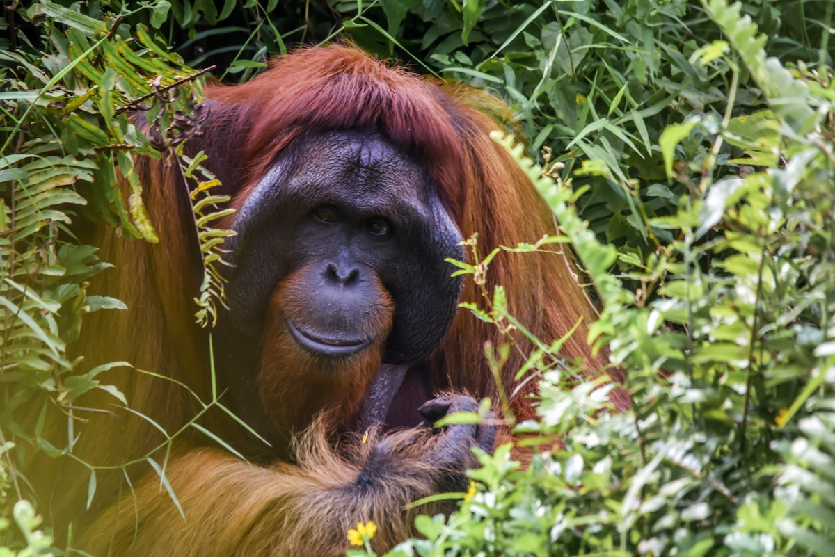 A wild orangutan sits on green grass at the edge of a Borneo forest
