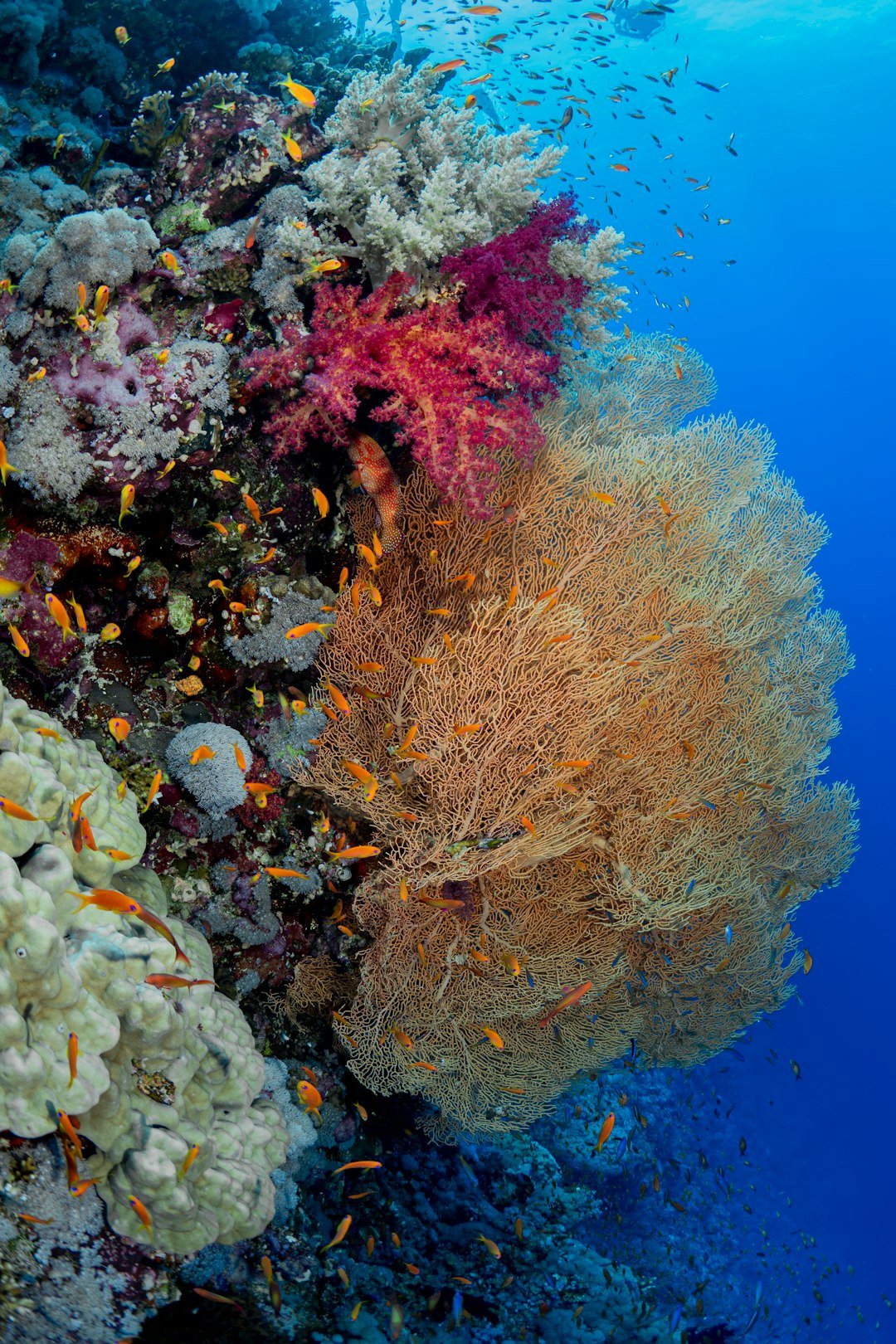Coral reef and sea fan in the Red Sea