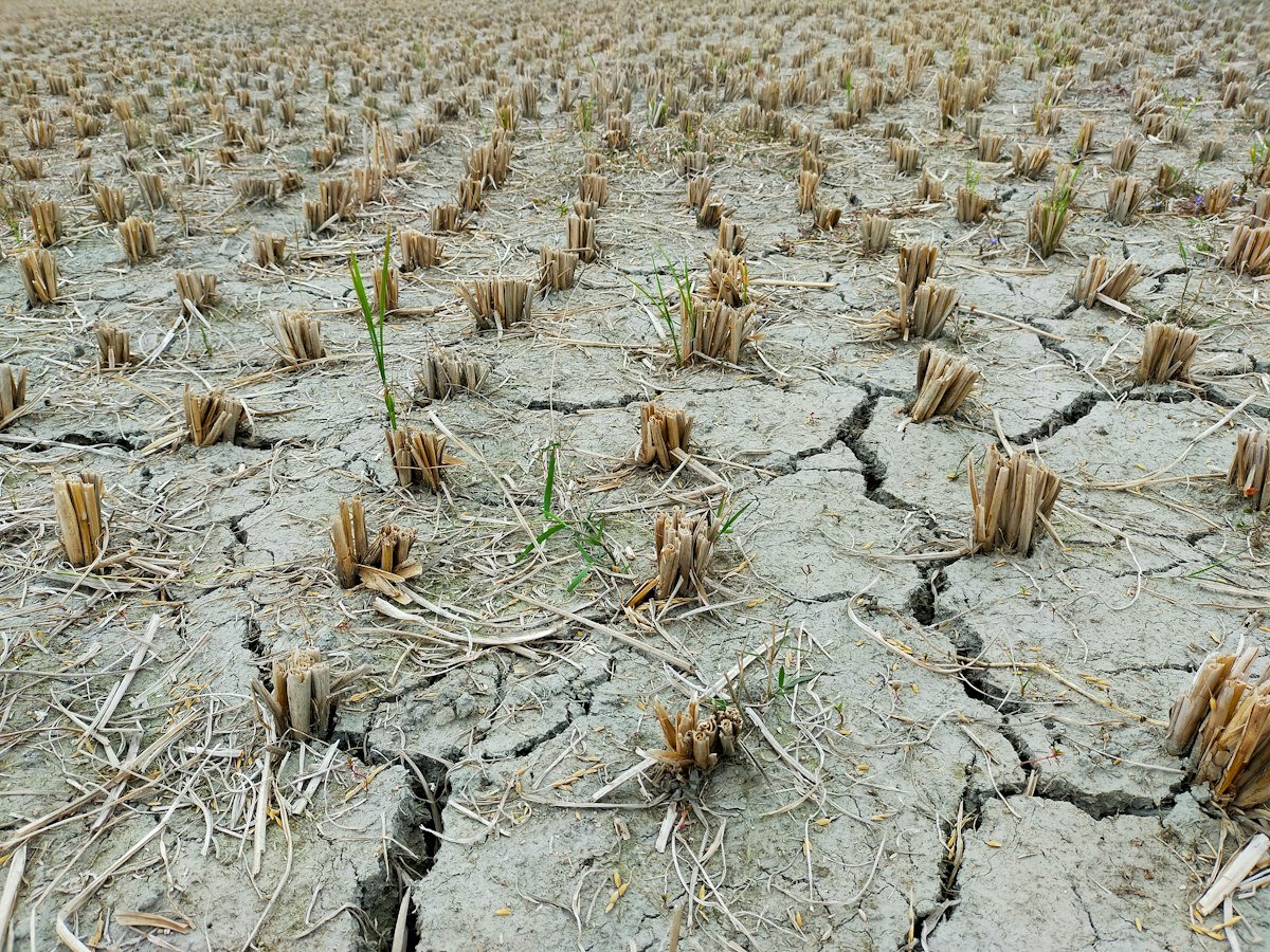 A large field of dead, drought-cracked plants