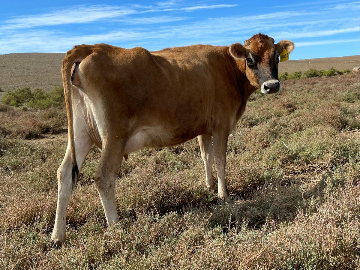 A dairy cow standing in a field in the Eastern Cape, South Africa