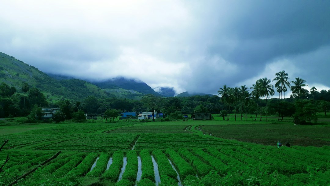 A green field with trees in rural Kerala during the monsoon