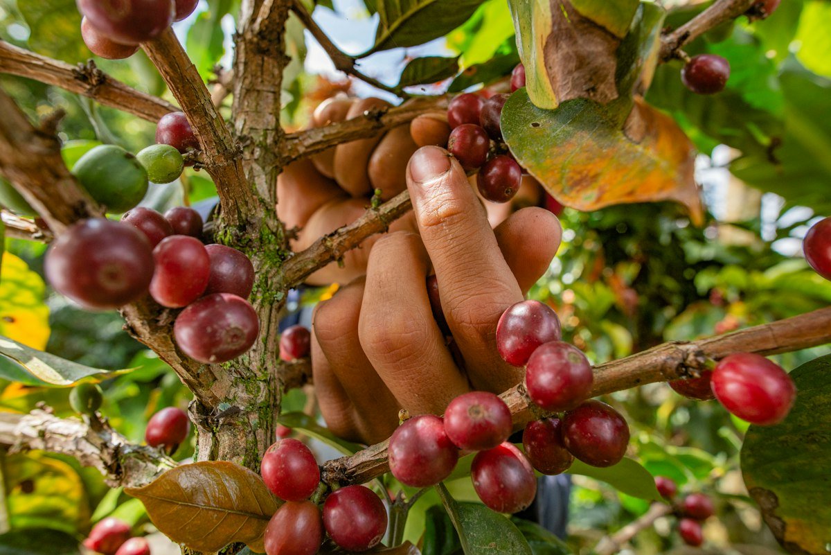 A hand holding a bunch of freshly picked coffee cherries