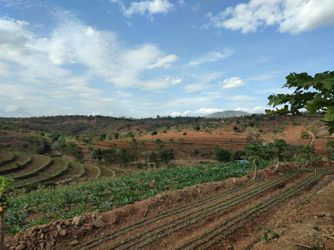 A landscape with trees and hills in Kenya