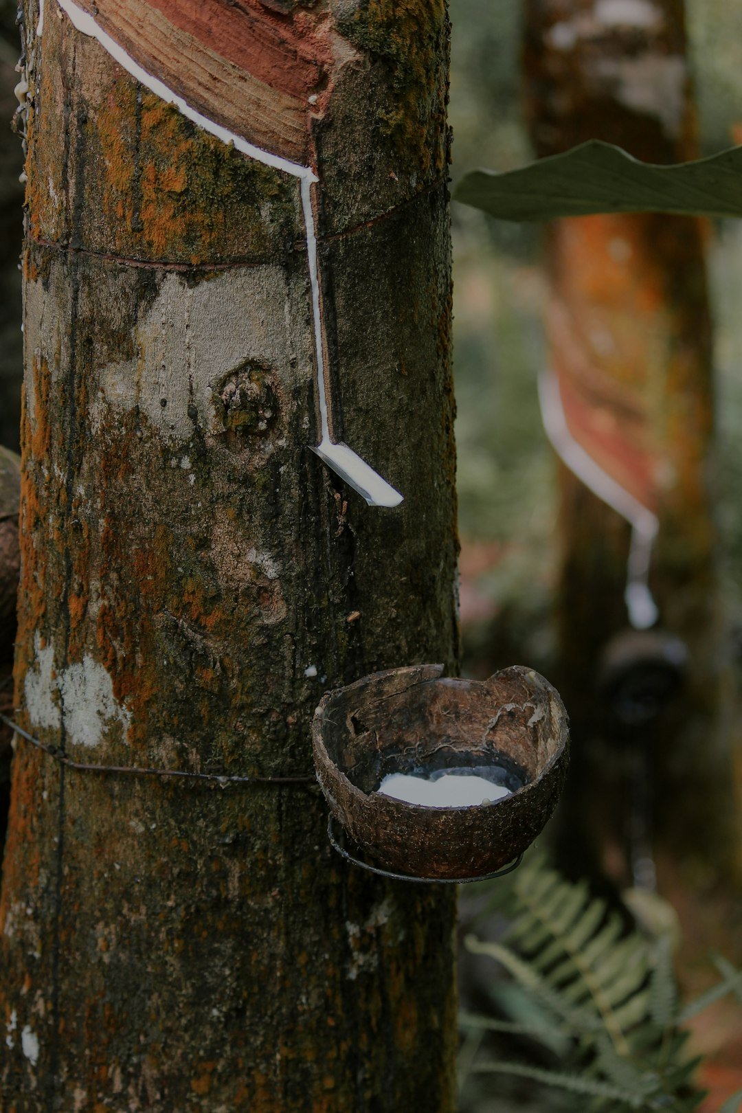 A rubber tree with a collecting bucket on a Kerala plantation