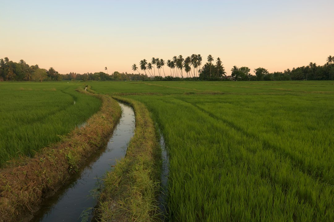 A river running through a lush green rice field