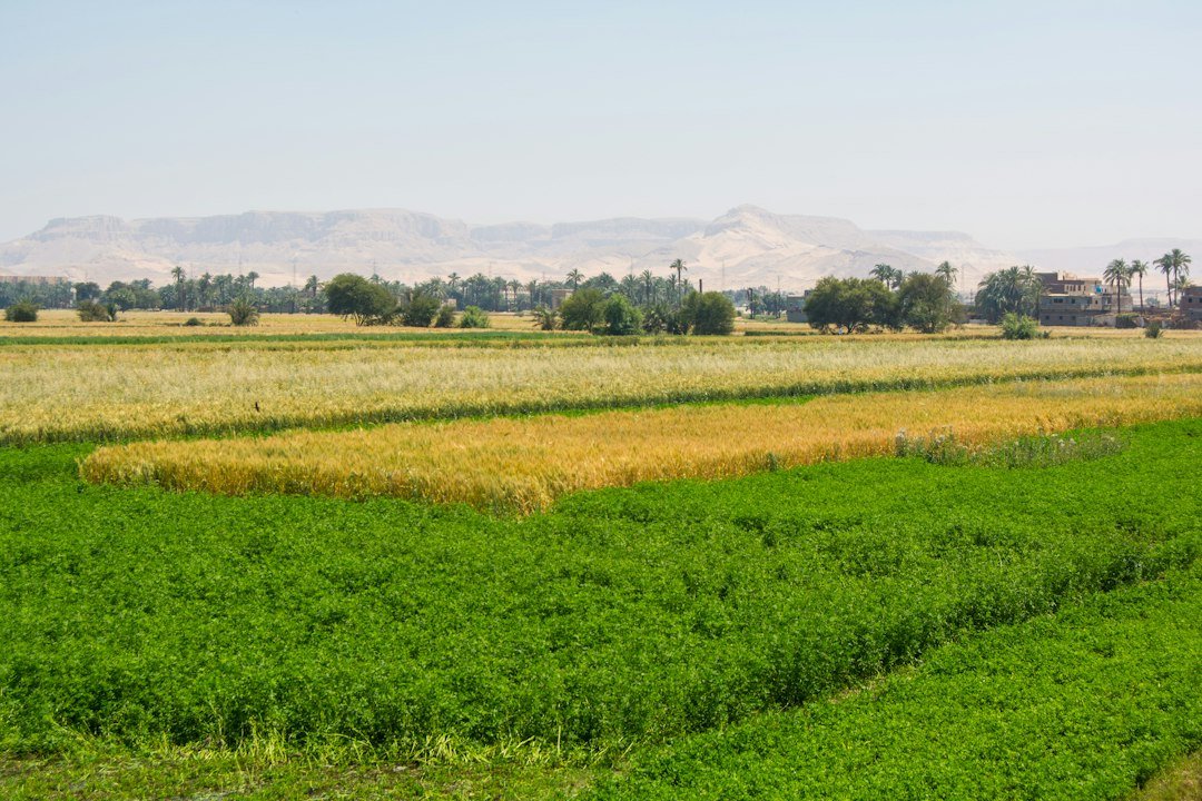 A field of crops with mountains in the background in Egypt