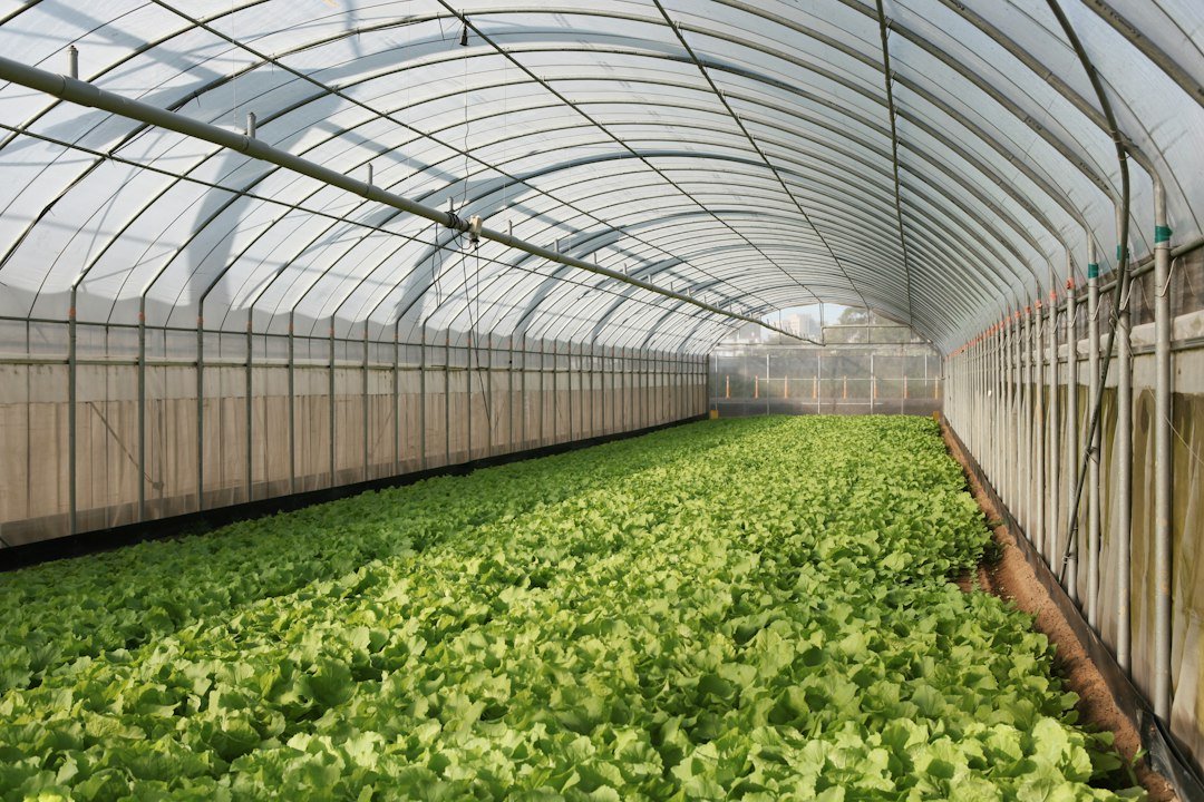 A large greenhouse filled with rows of green plants