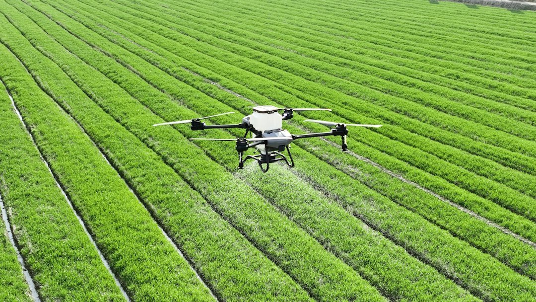 A drone spraying a green field of crops in rows