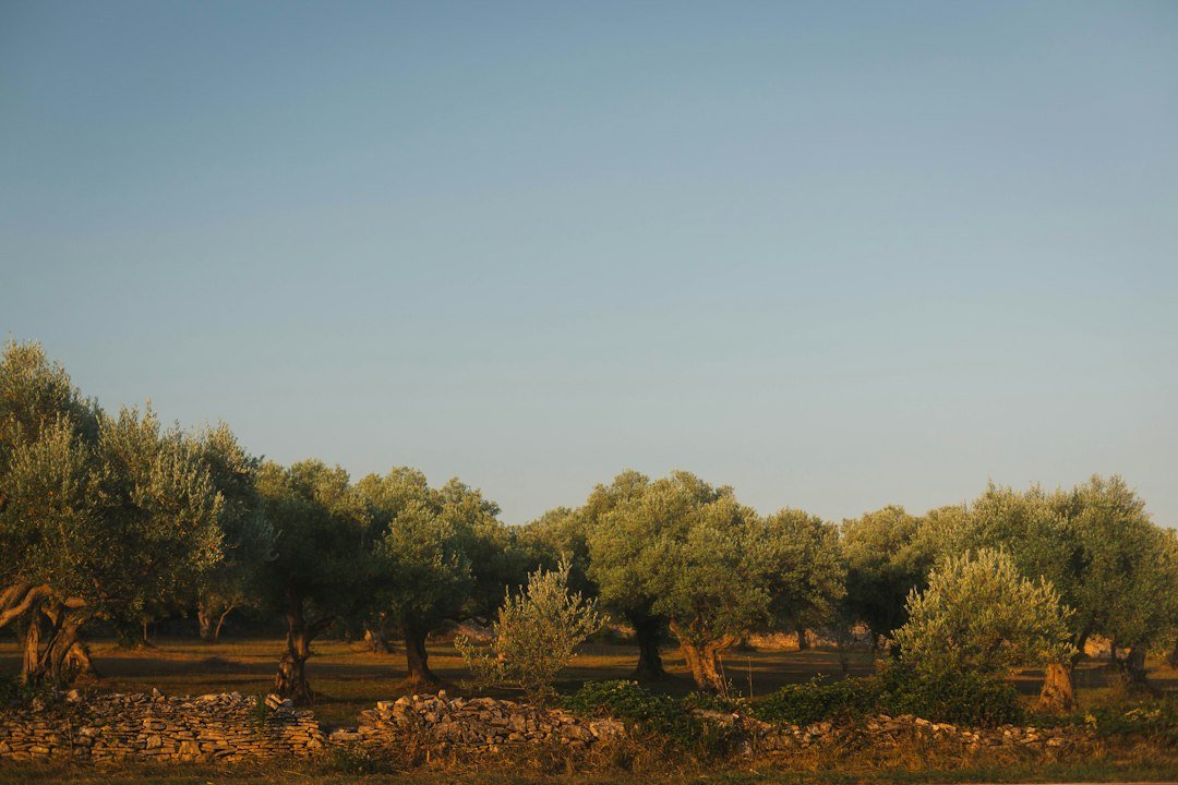A lush olive grove