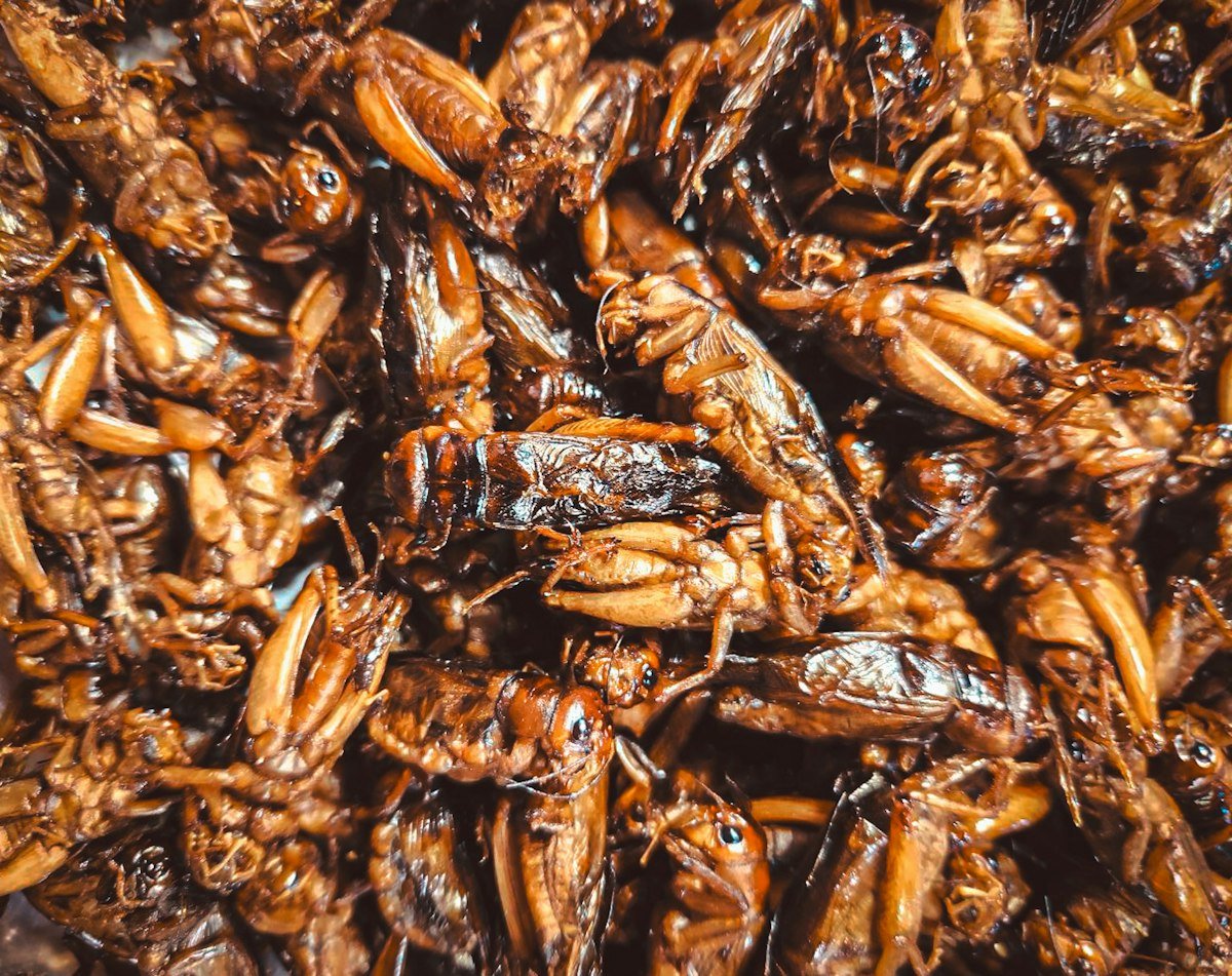 Close-up of fried edible insects