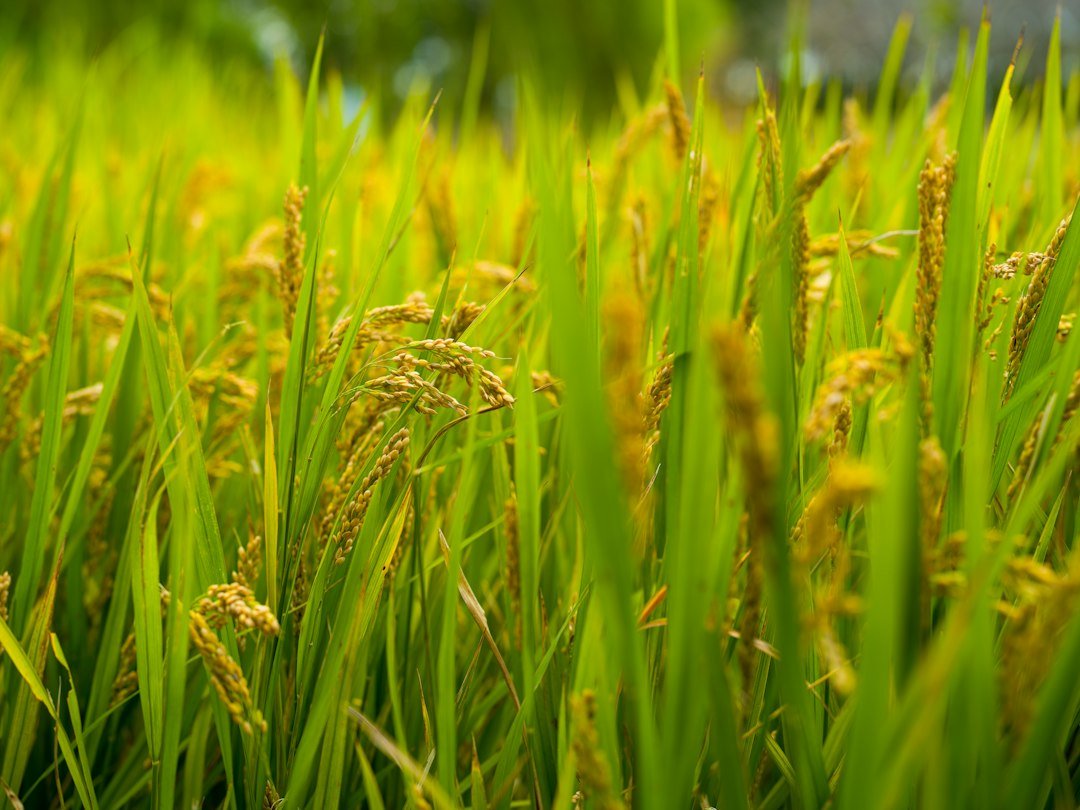 Golden rice stalks growing in a lush green field