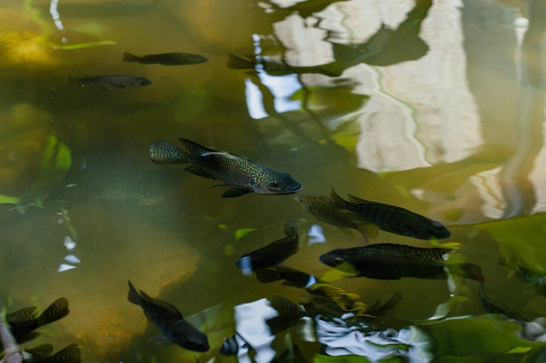 A group of fish swimming in a pond