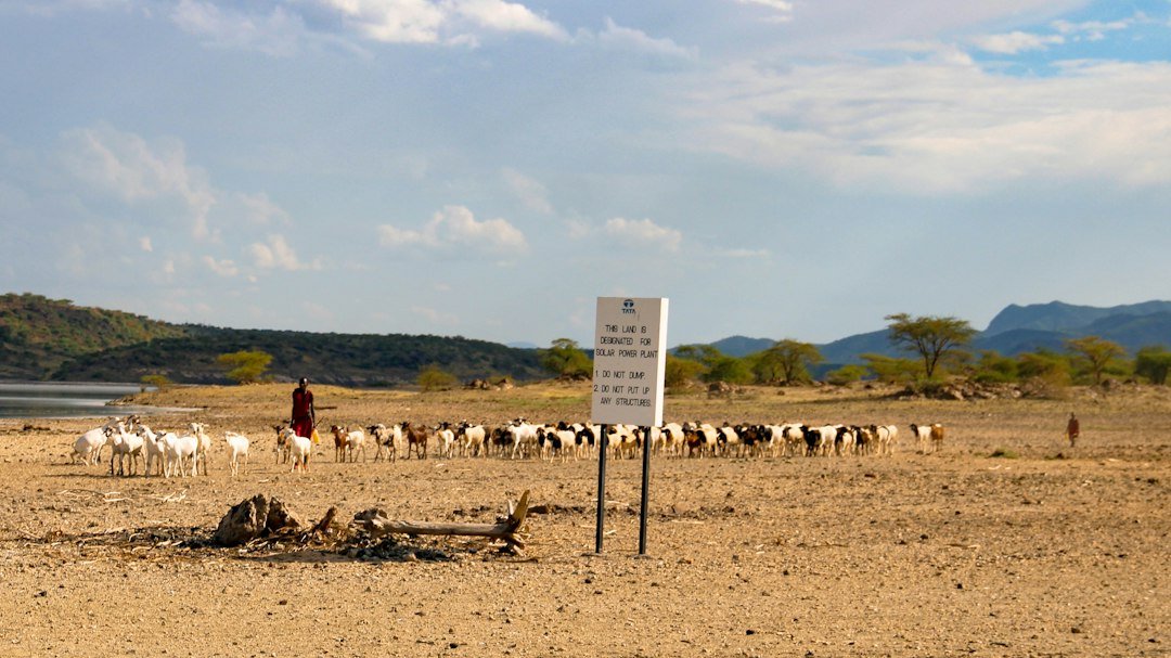 Herd walking across a dry grass field in Kenya