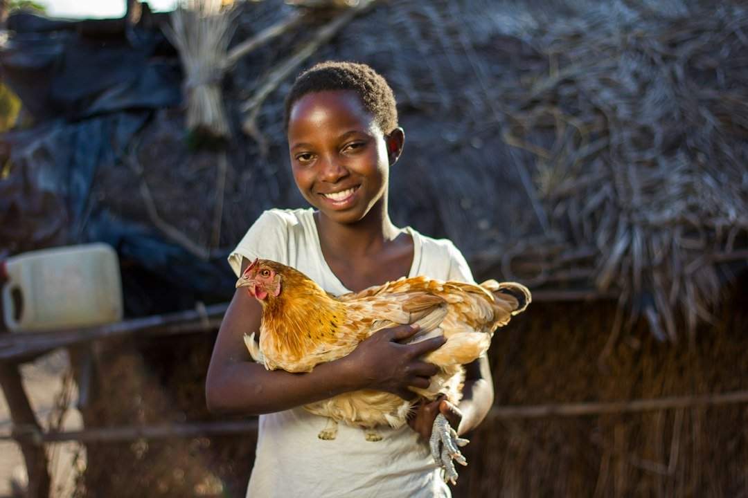 A woman holding a chicken on a poultry farm