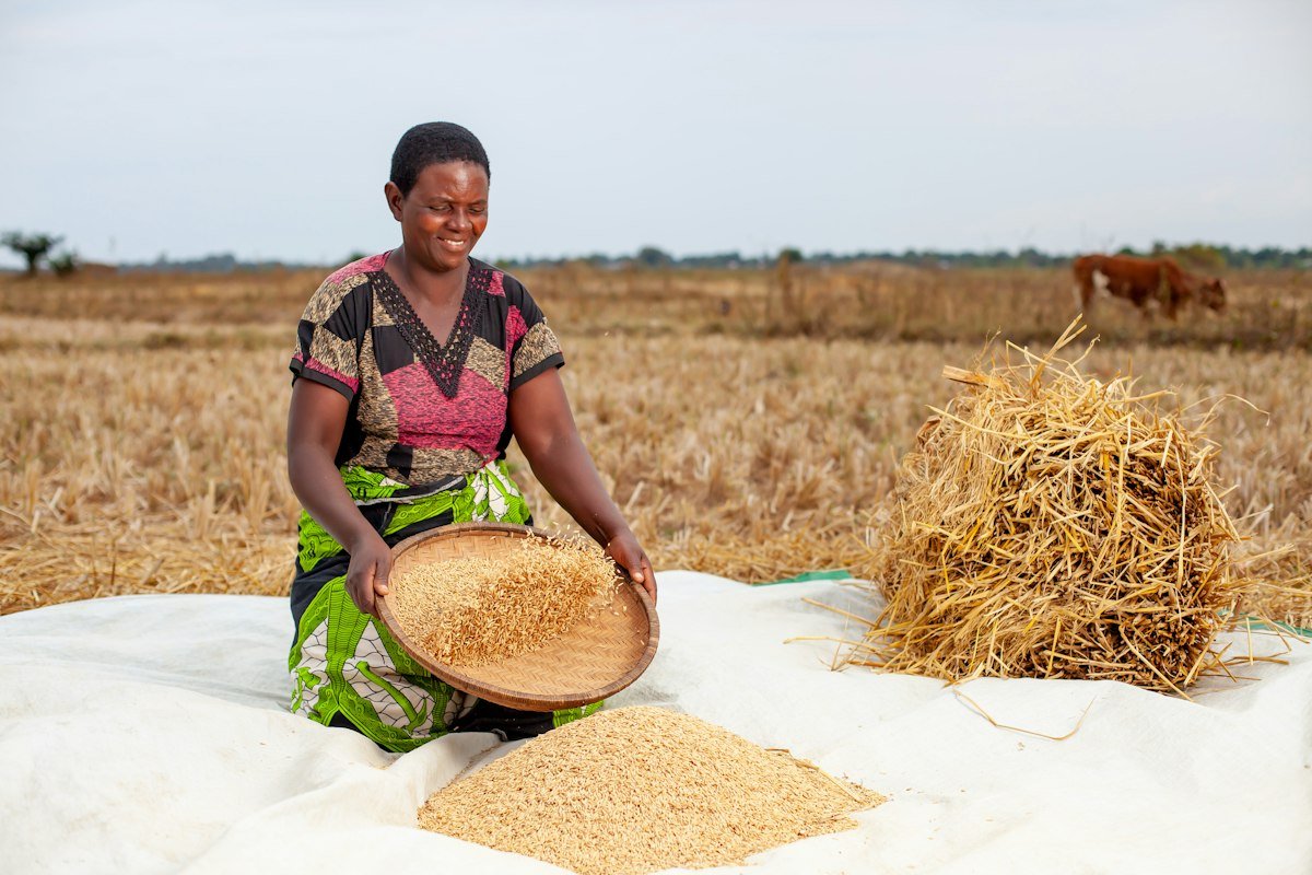 Woman winnowing rice grain in a field in Malawi