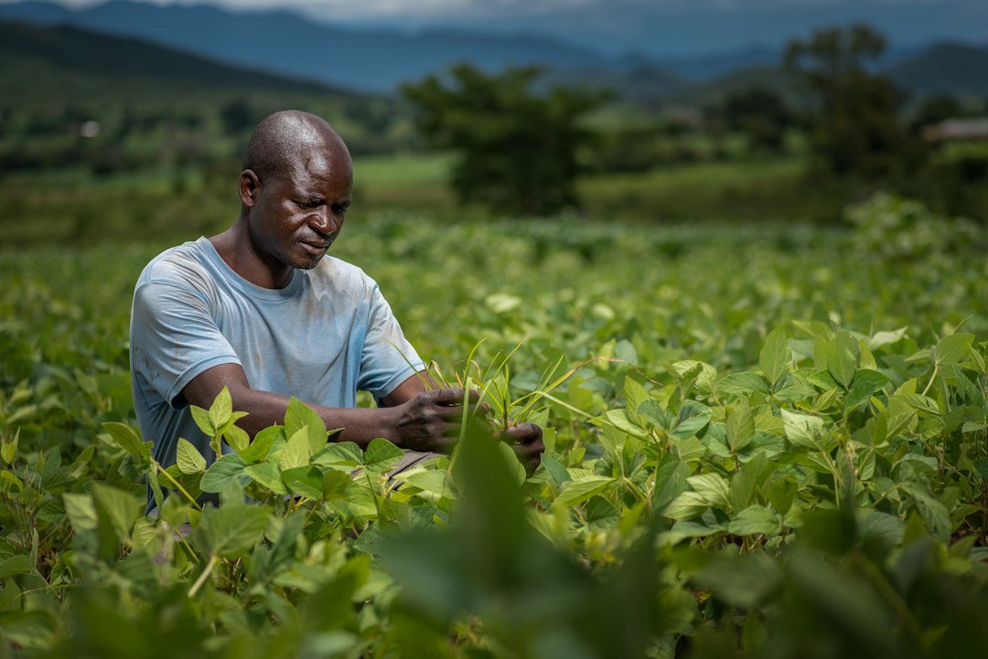 African farmer tending crops in a green field