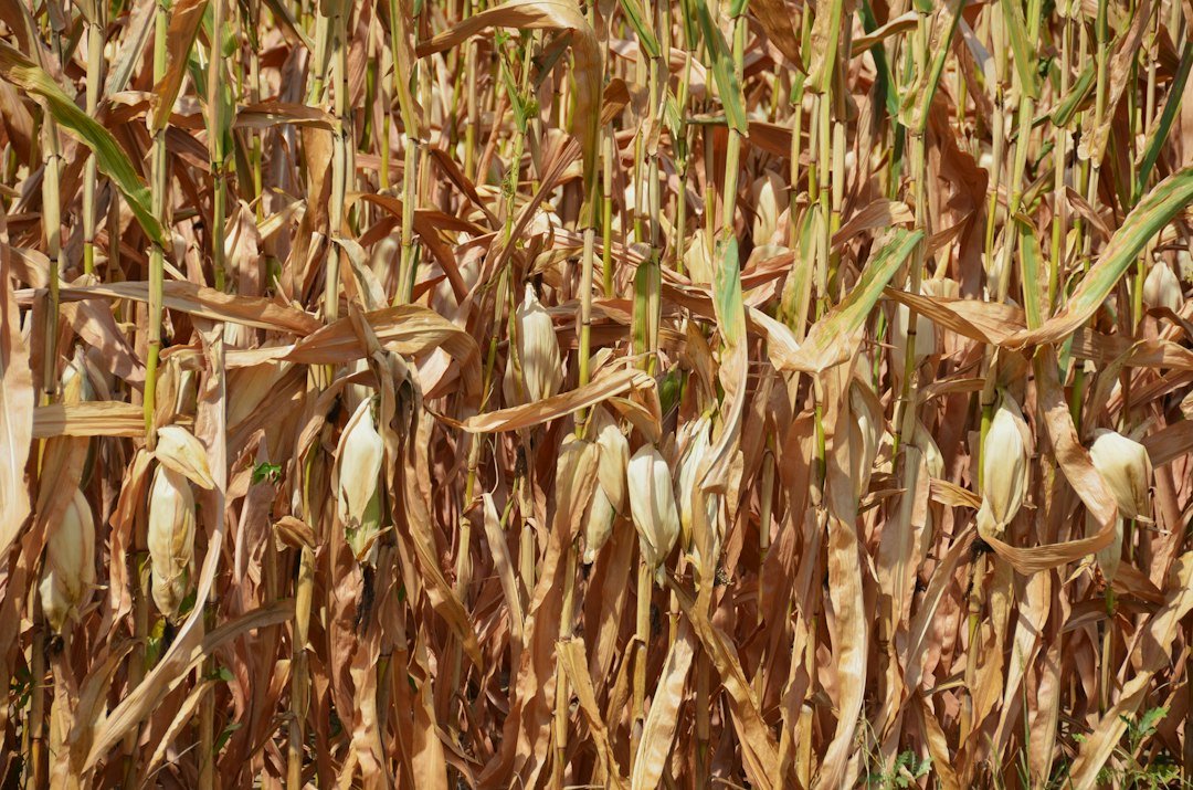 Dry corn stalks in a field ready for harvest