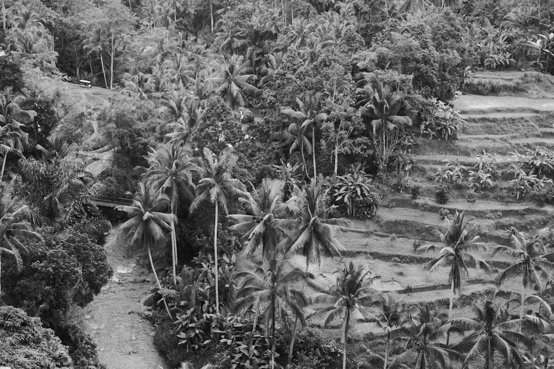 Tropical plantation landscape with palm trees and terraced fields
