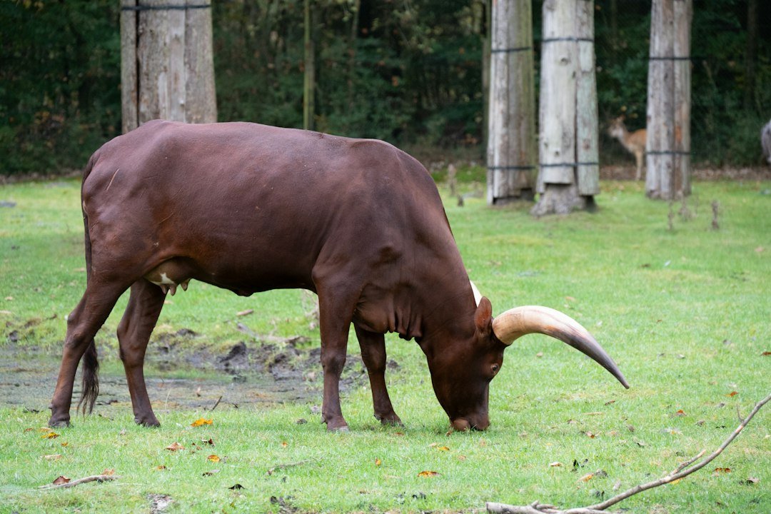 A cow grazing on grassland in southern Africa