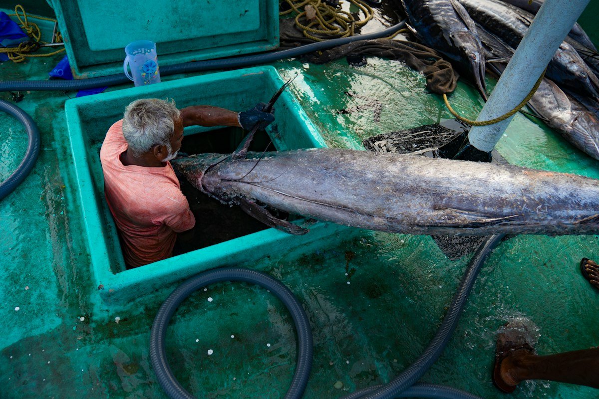 A fisherman handling a large fish on a boat
