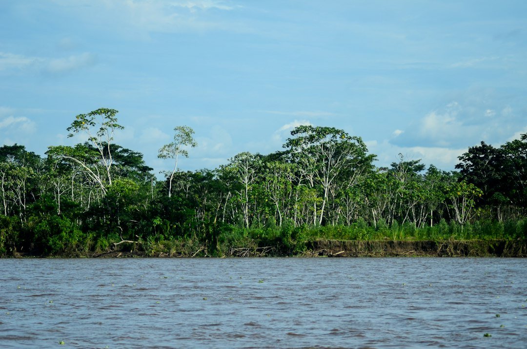 Lush green rainforest bordering a wide calm river