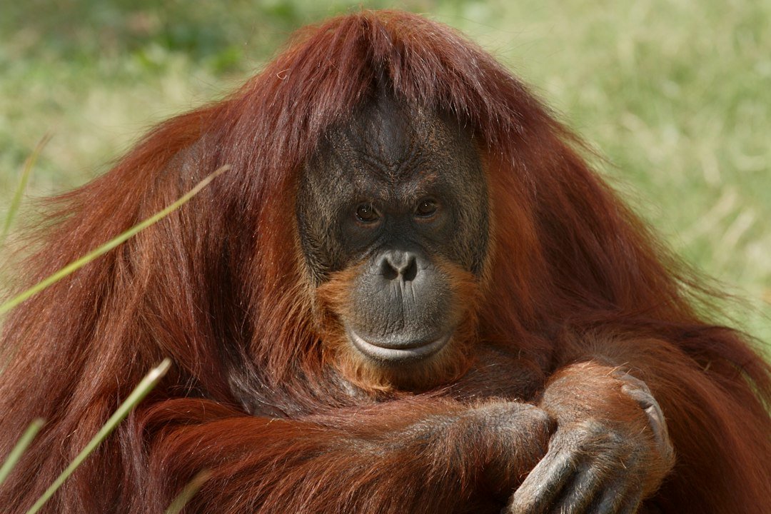 An orangutan with long reddish-brown fur sits outdoors