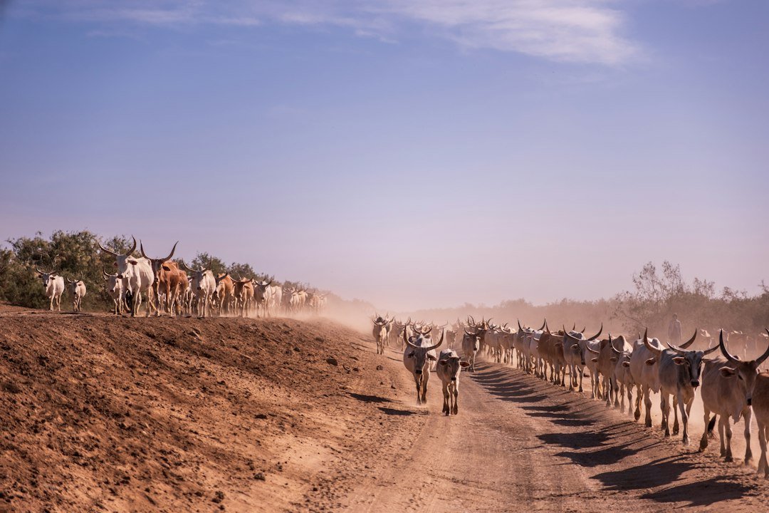 Zebu cattle walking along a dusty dirt road