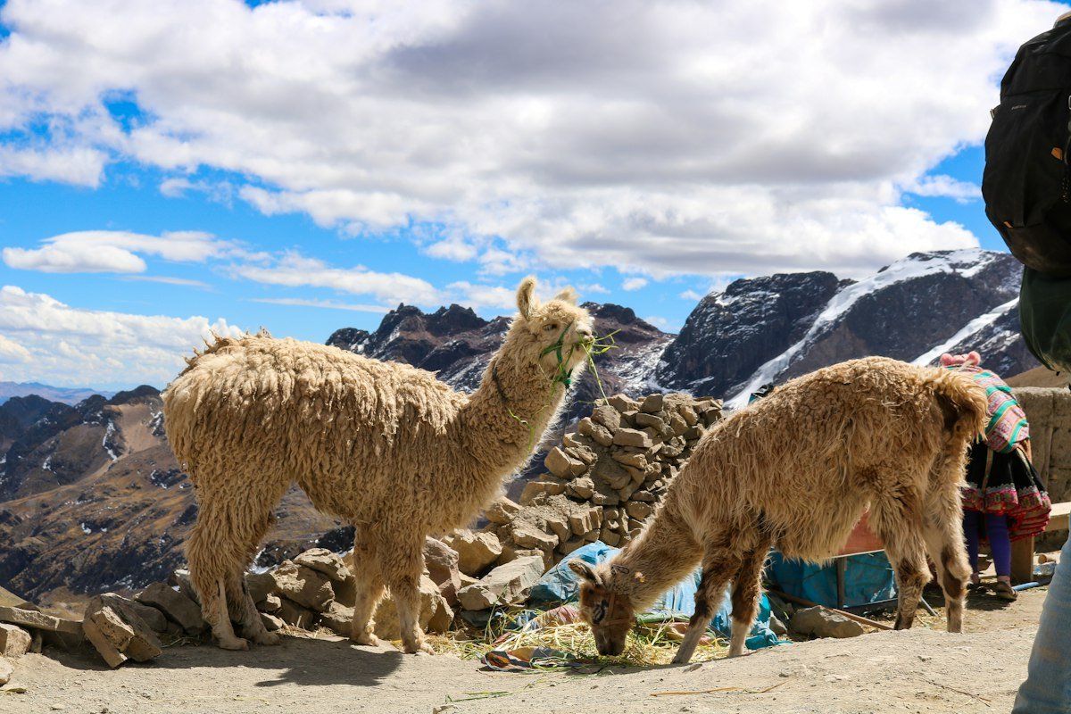 Llamas grazing in a high mountain landscape with snowy peaks