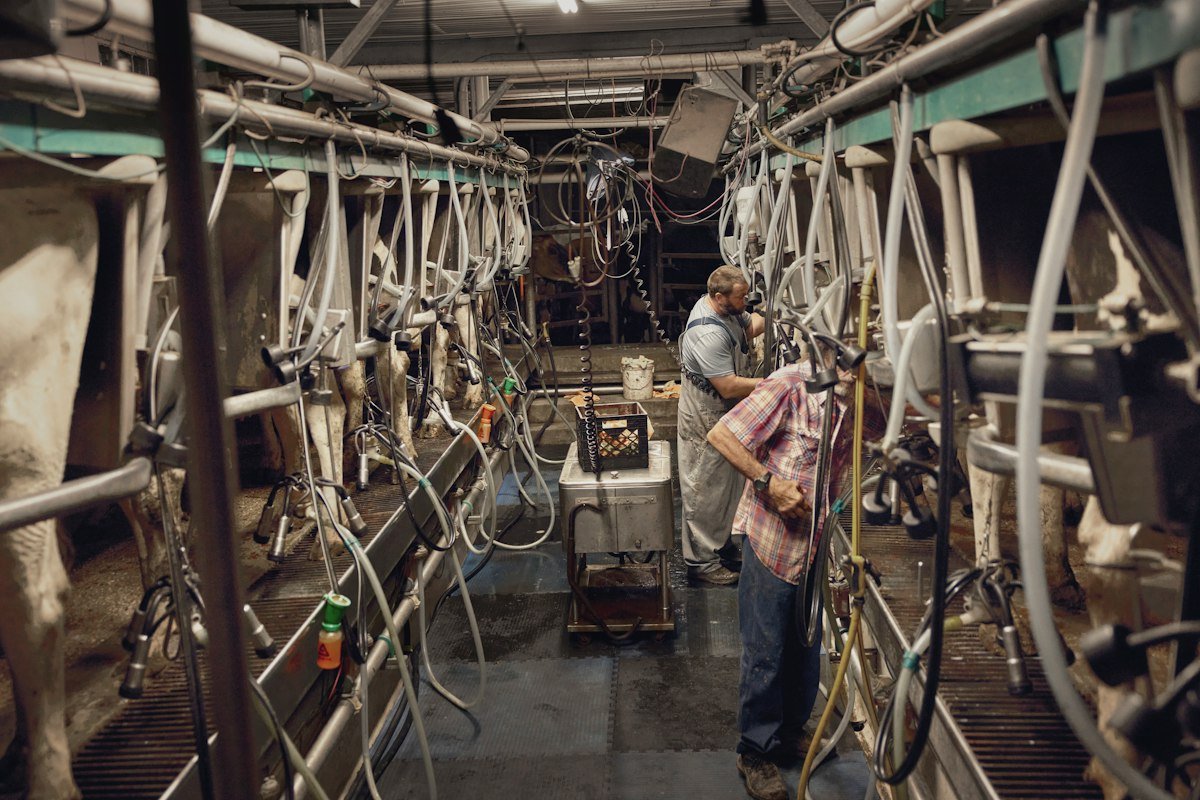 Workers in a dairy milking parlour