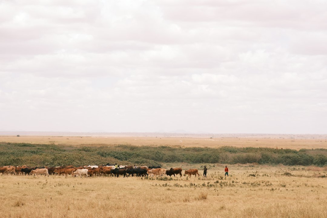 A herd of cattle grazing in a dry savanna under a cloudy sky