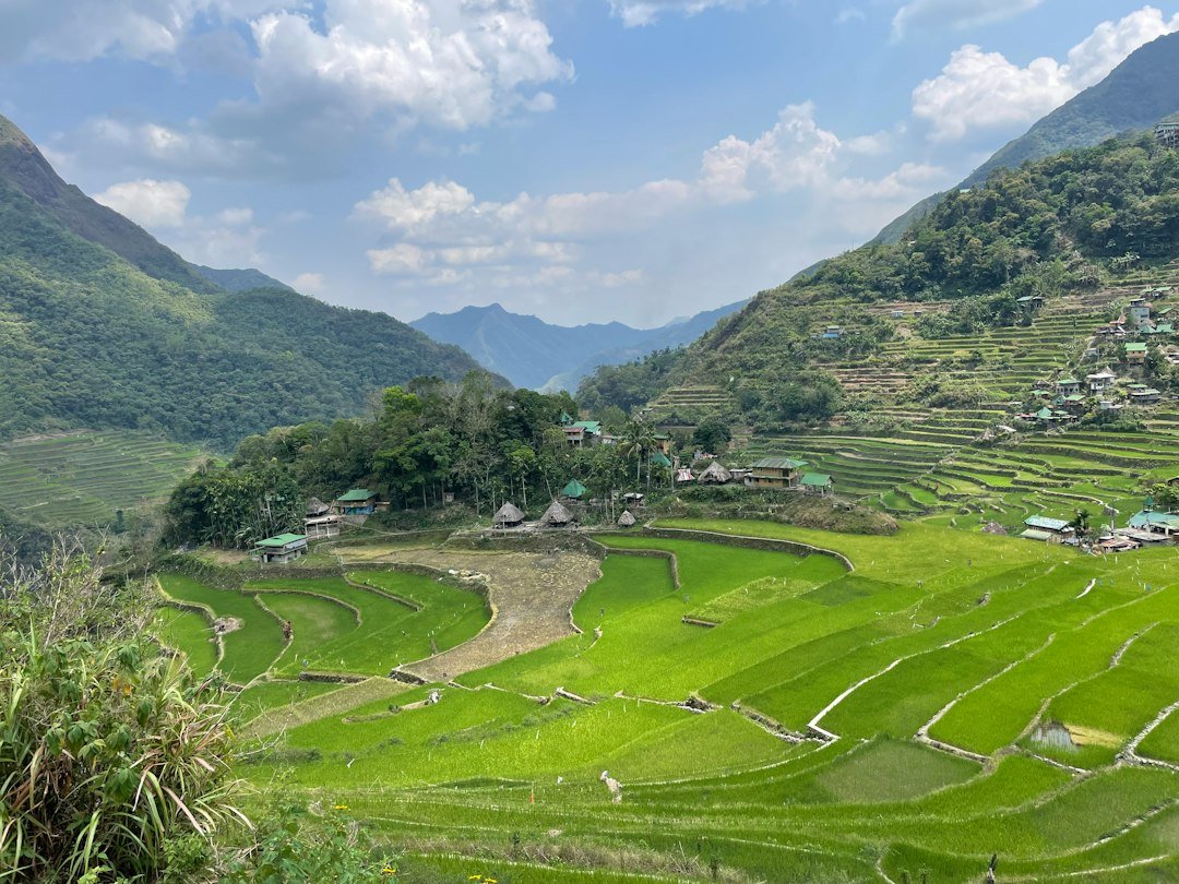 A rice field with mountains in the background in the Philippines