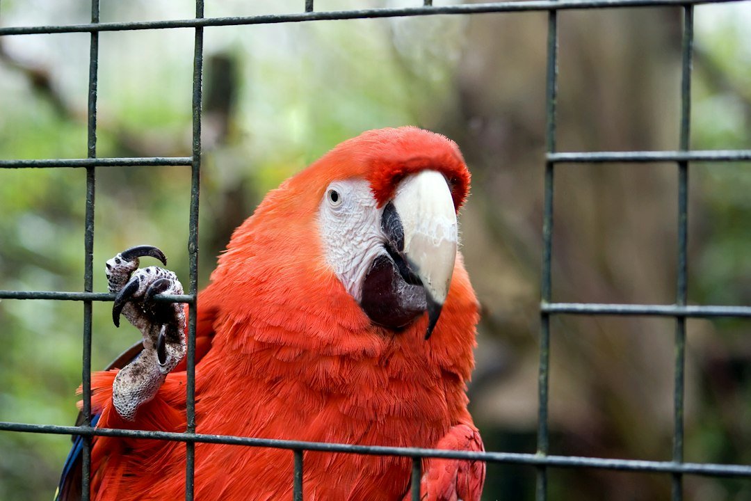Scarlet macaw on a grey chain-link fence