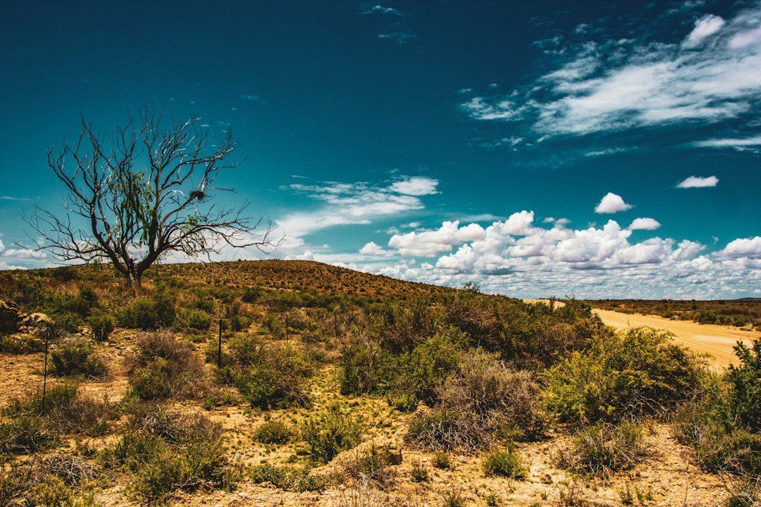 A lone tree in a dry, drought-affected South African landscape