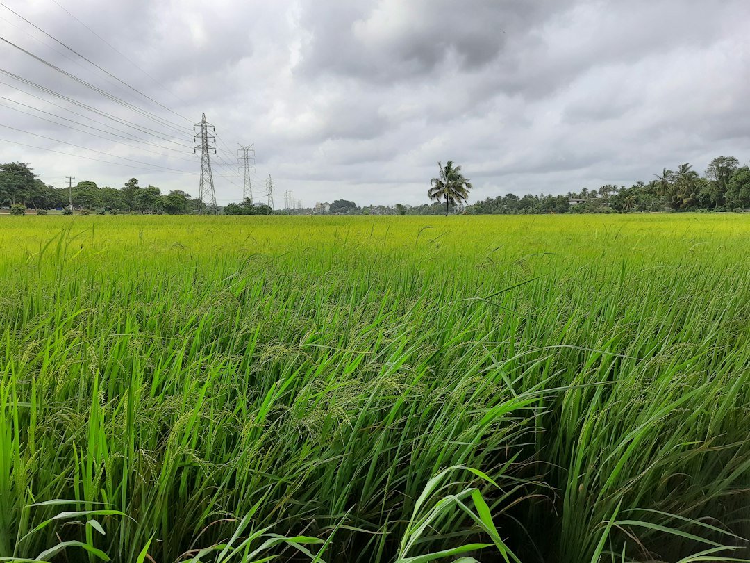 A lush green paddy field in Sri Lanka