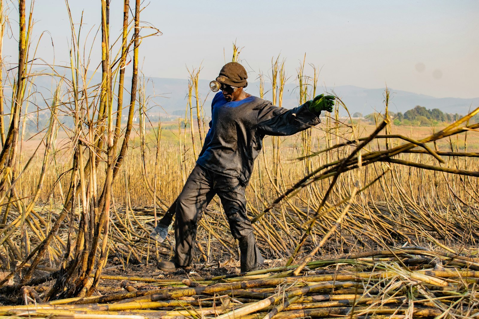Person harvesting sugarcane with a machete
