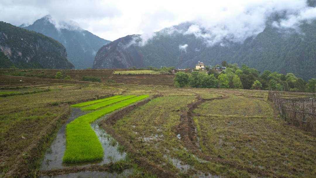 Terraced rice fields with mountains in the background