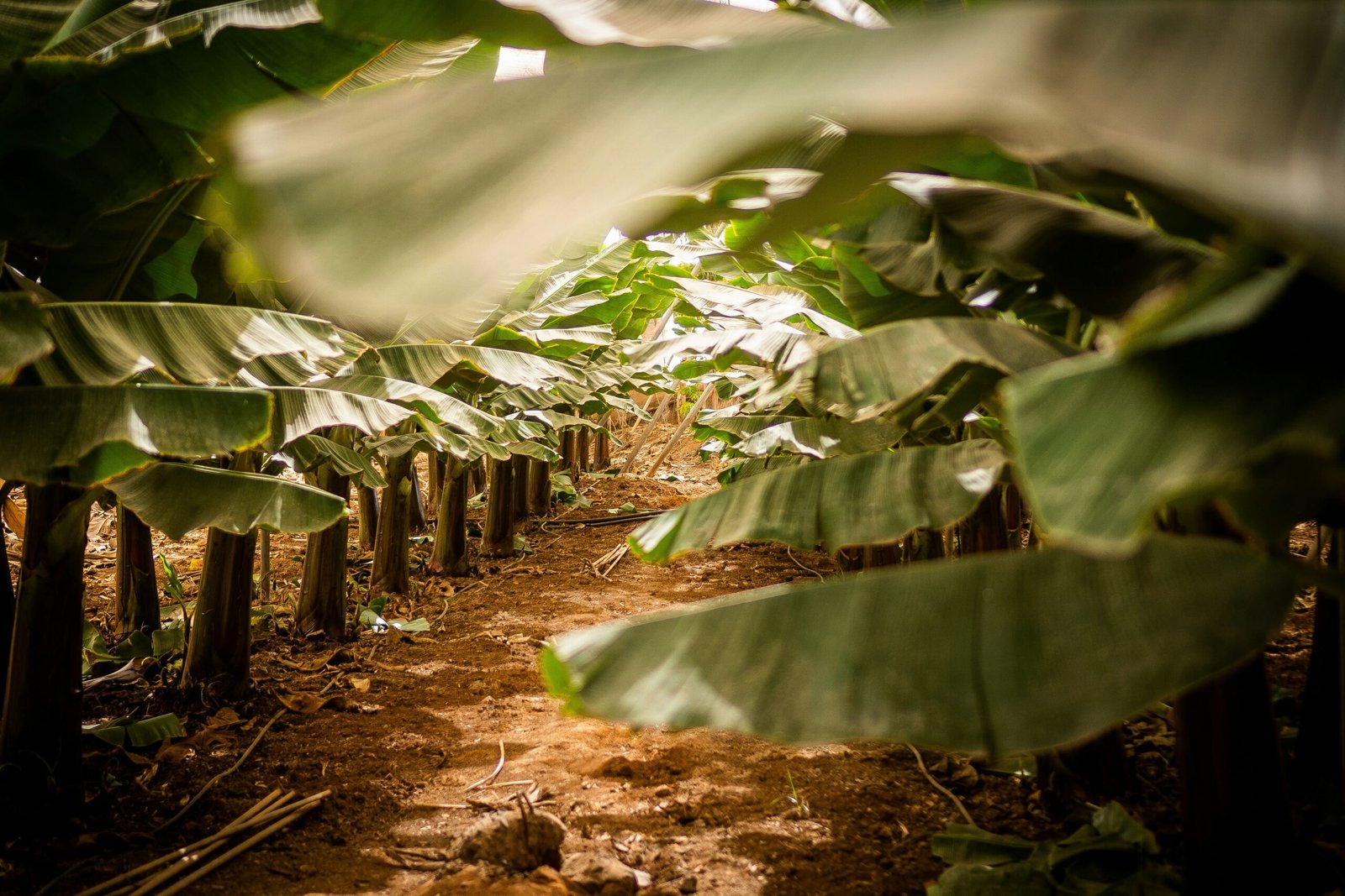 A banana plantation seen through the leaves of the trees