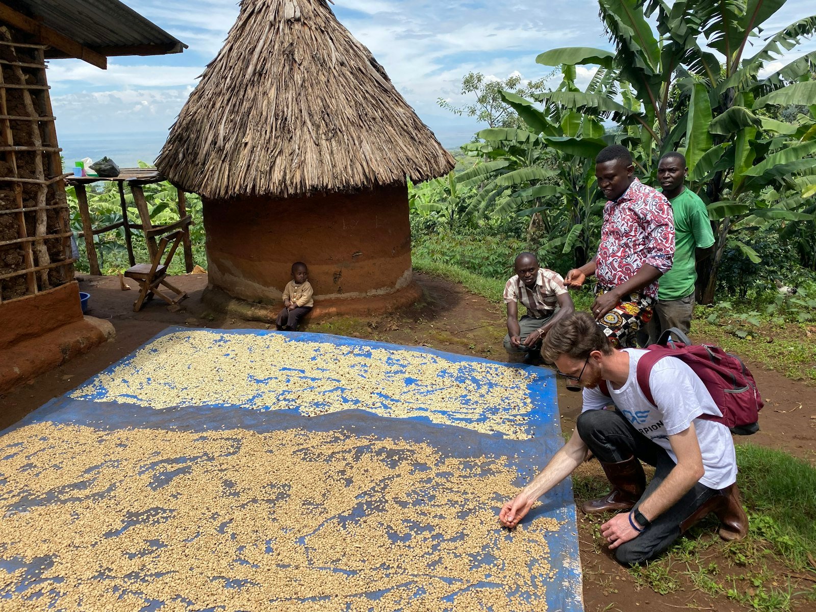 Coffee seeds inspected on a rural Uganda drying bed