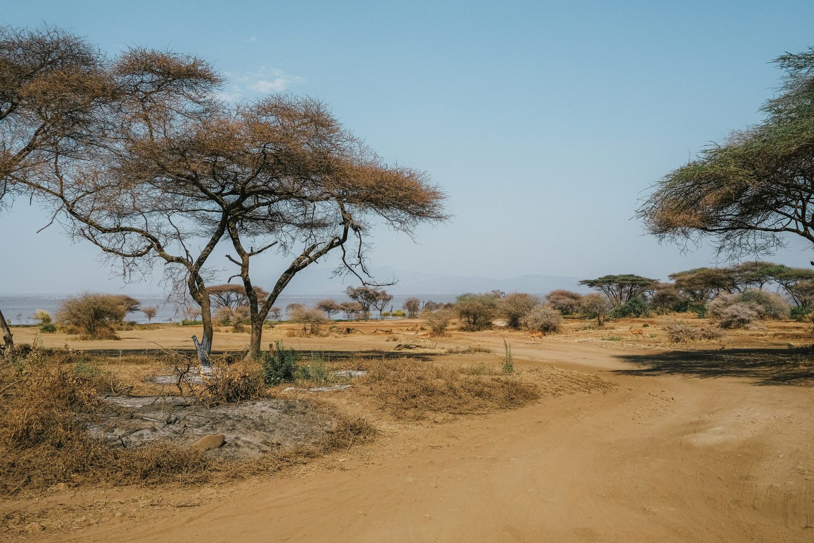 Dry African savanna landscape with sparse trees and a dirt road