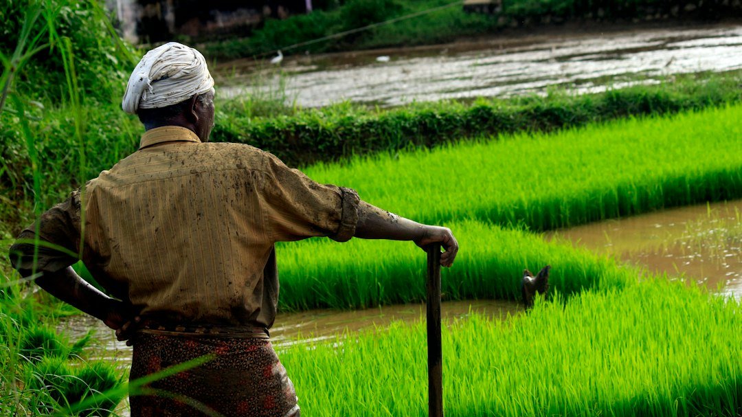 Farmer standing in a rice paddy field in Kerala