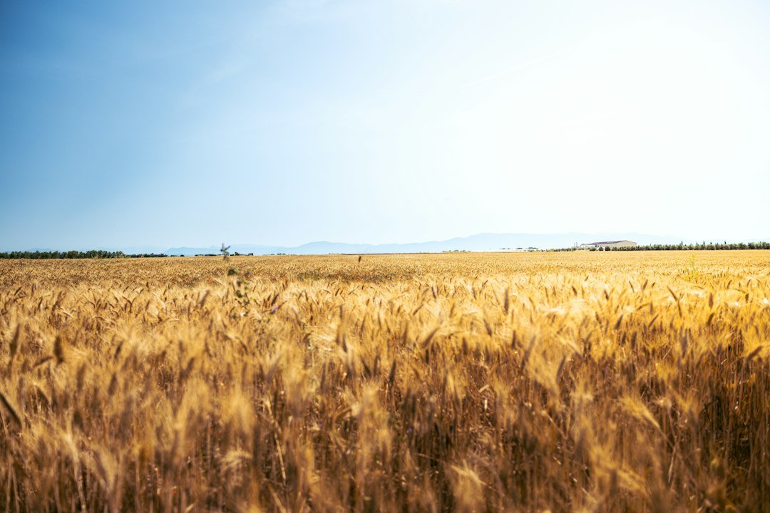 A large wheat field under a blue sky